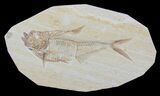 Detailed, Diplomystus Fossil Fish - Wyoming #79070-1